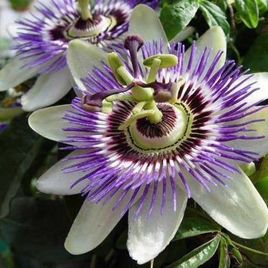 div soorten tuinplanten, Ophalen, Vaste plant, Overige soorten, Volle zon