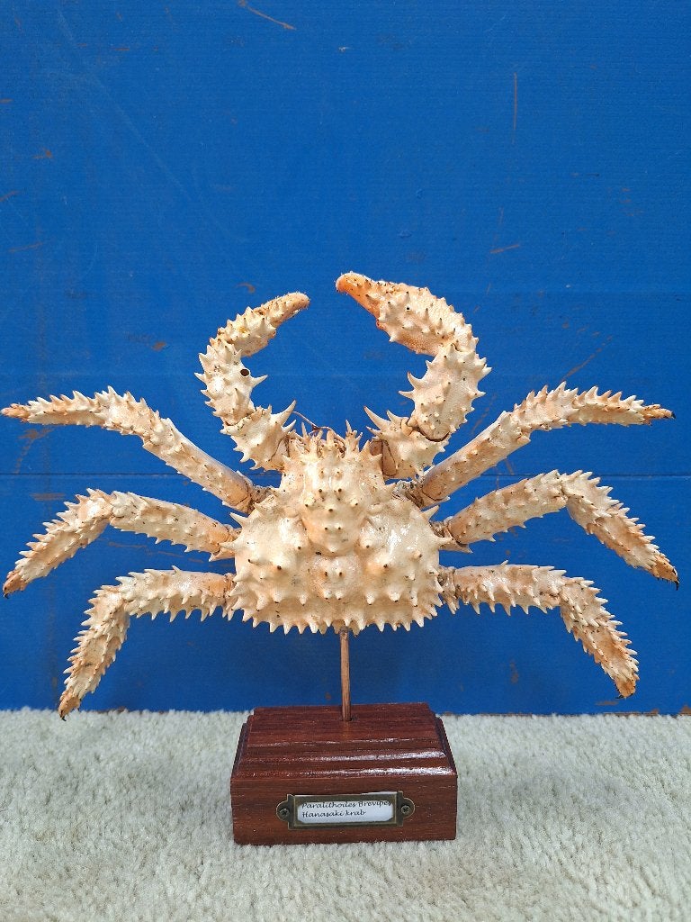 Opgezette Japanse Krab (Paralithodes brevipes), Verzamelen, Ophalen, Nieuw, Wild dier, Opgezet dier