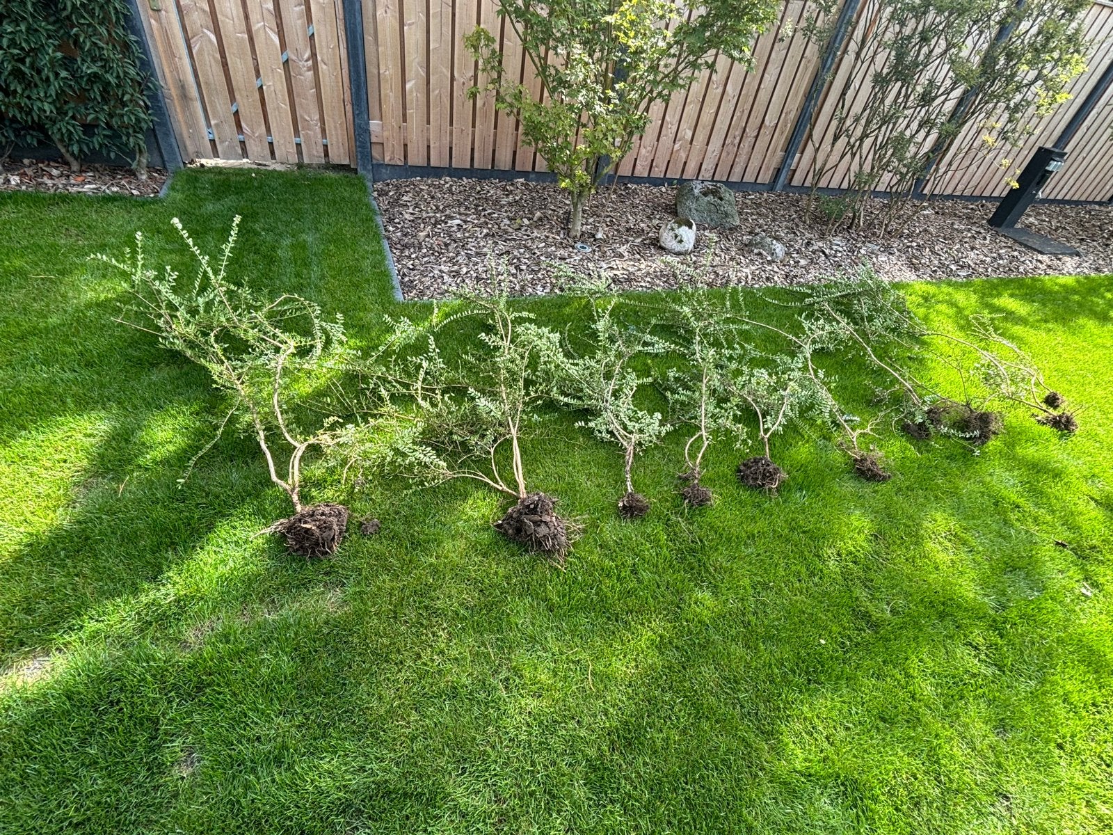 Lonicera struikjes - circa 80 cm tot 1,30 hoog, Vaste plant, Bloeit niet, Halfschaduw, Ophalen