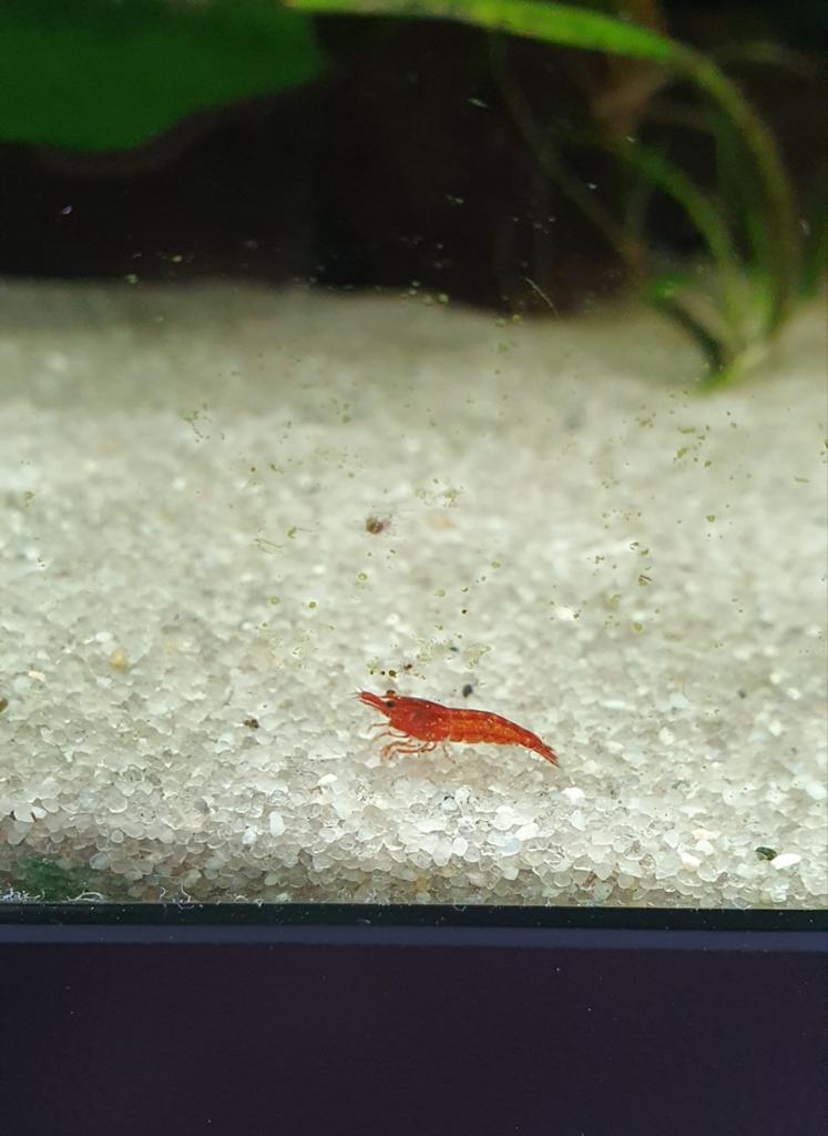Neocaridina Red Cherry / Vuurgarnaal, Dieren en Toebehoren, Vissen | Aquariumvissen, Kreeft, Krab of Garnaal
