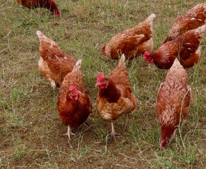 Leg hennen te koop isa Brown 25 weken oud, Dieren en Toebehoren, Vrouwelijk, Kip