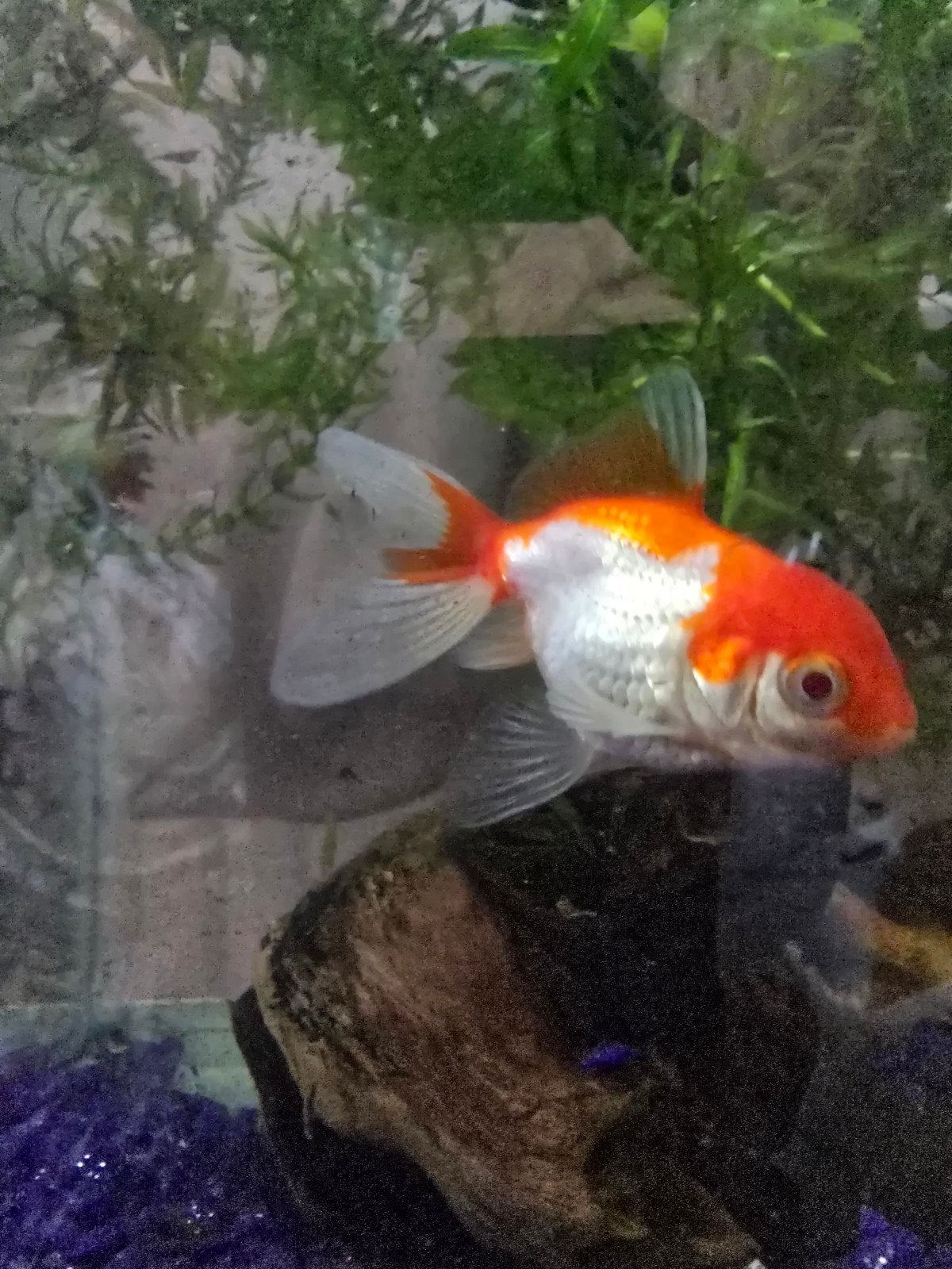 Vis (2 maanden) met toebehoren, Dieren en Toebehoren, Vissen | Aquaria en Toebehoren, Ophalen, Gebruikt, Gevuld zoetwateraquarium
