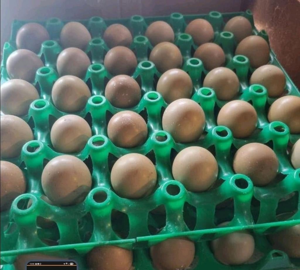 Bosfazant broedeieren , ook verzending !, Geslacht onbekend, Kip