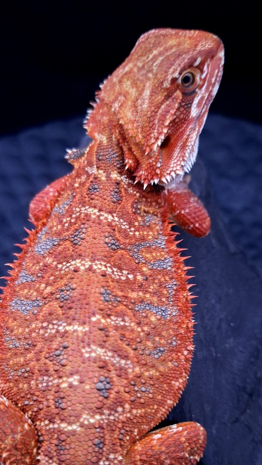 50% Red Monster Extreme Blue Tiger Baardagaam Vrouw, Dieren en Toebehoren, Hagedis, 0 tot 2 jaar