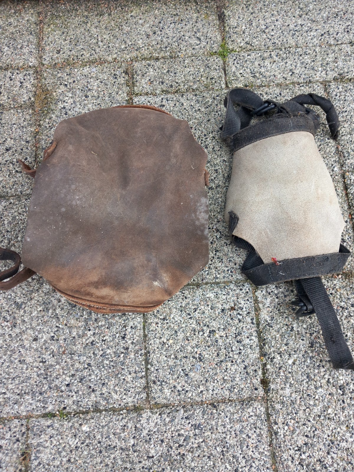 te koop rammen kappen, Mannelijk, Schaap