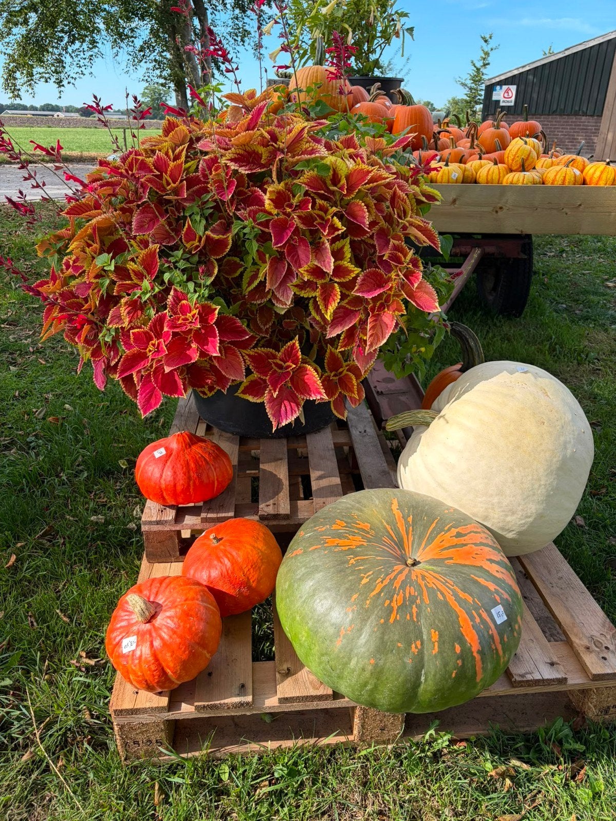 Foto 5 van Groot assortiment pompoenen en kalebassen

Wij verkopen weer