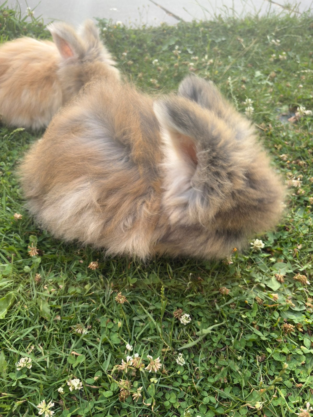 Engels Angora baby konijntje te koop ram, Dieren en Toebehoren, Mannelijk, Overige soorten