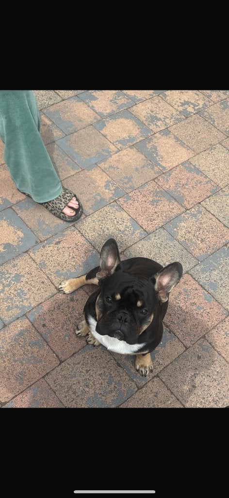 Fransebulldog reu, Reu, 1 tot 2 jaar, Parvo, Bulldog