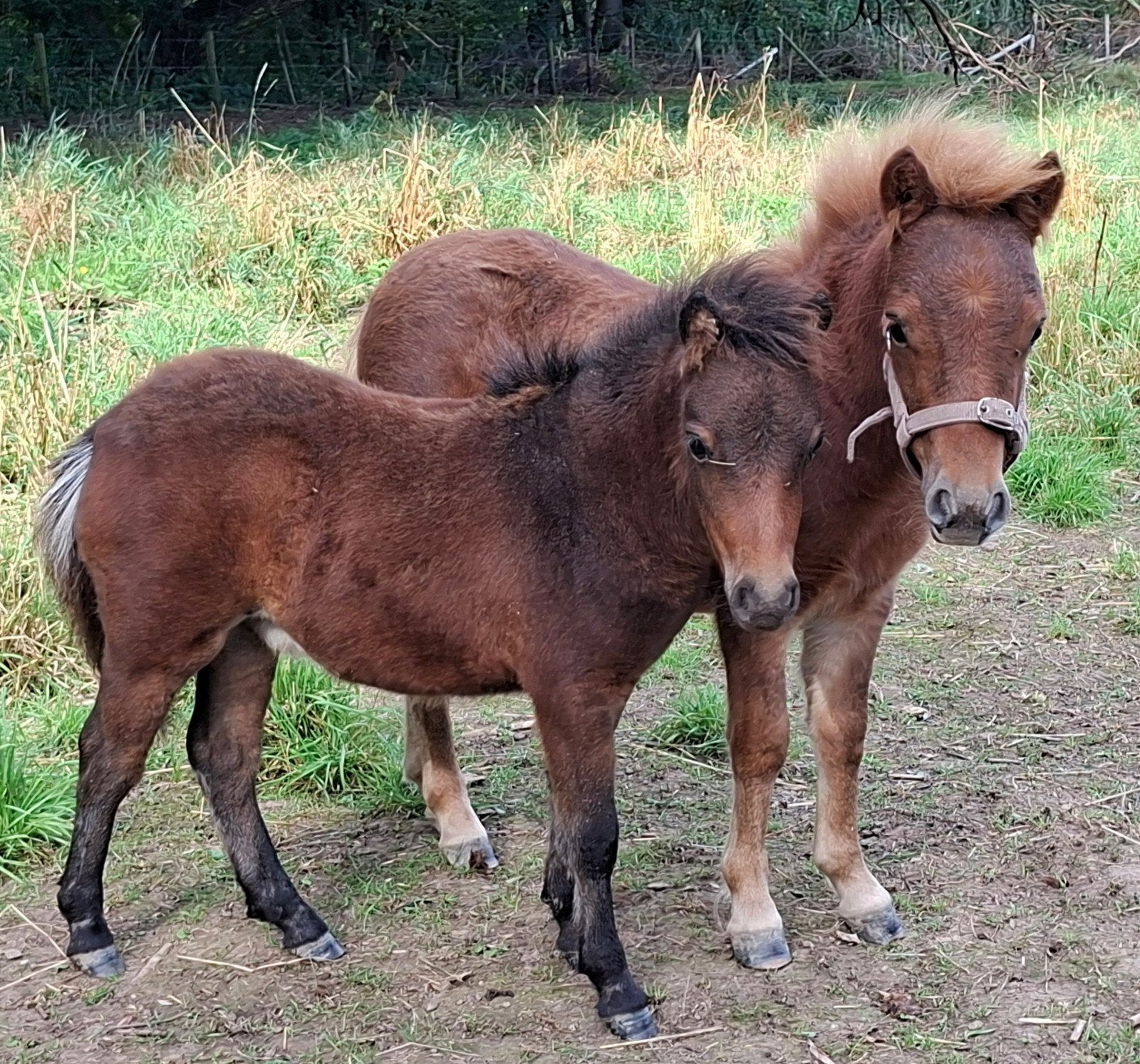 2 appaloosa gefokte veulens, Merrie