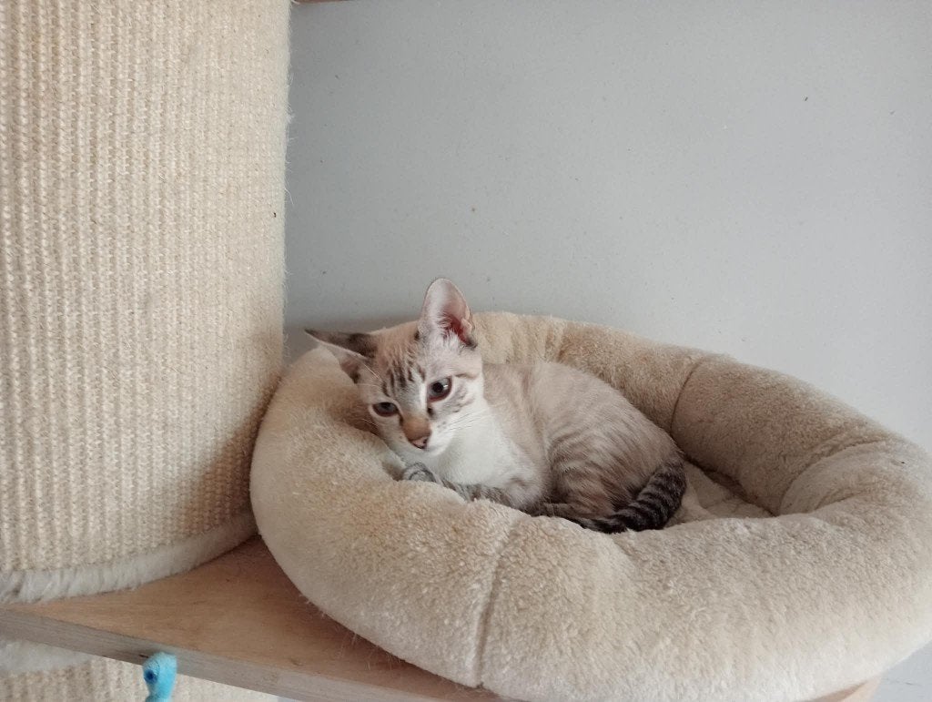 MJM Dogs Foundation: Nevo is in Nederland, Kater, Kortharig, 0 tot 2 jaar