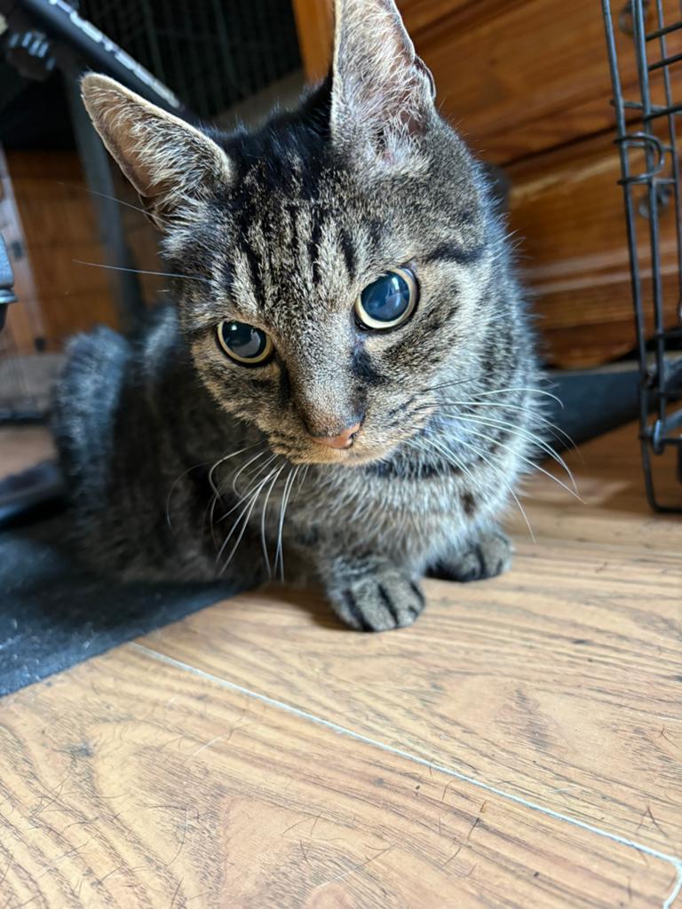 Kater (tijger) zoekt een huis, Kater