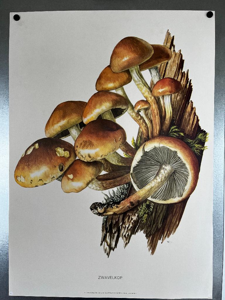 schoolposters 7x, Ophalen, Canvas of Doek, A1 t/m A3, Dier of Natuur