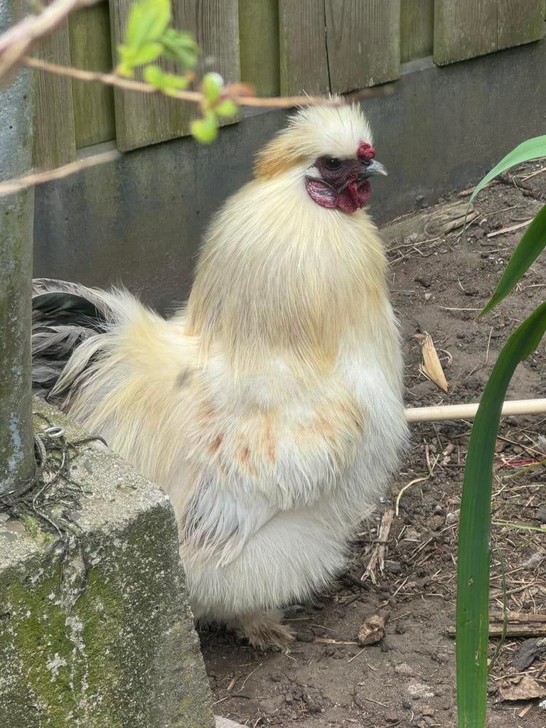 Zijdehoen hanen, Dieren en Toebehoren, Pluimvee, Mannelijk, Kip