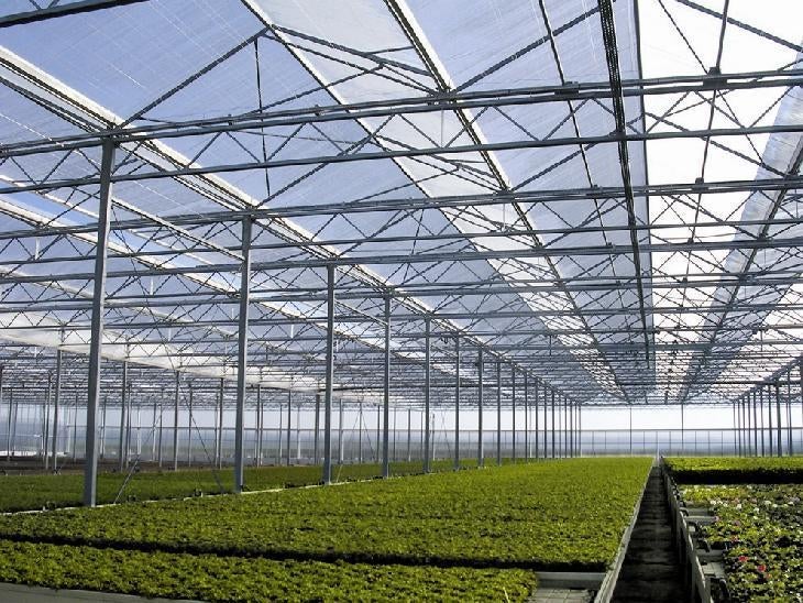 Kas / tunnelfolie, diverse soorten uit voorraad leverbaar, Ophalen, Eenjarig, Overige soorten, Halfschaduw