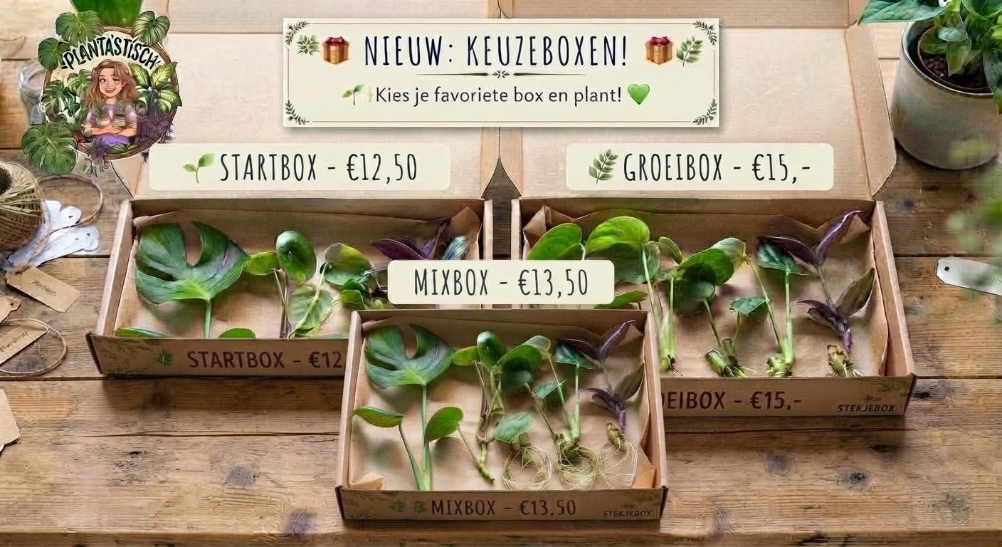 Stekbox Keuzeboxen (planten & stekjes), Ophalen of Verzenden, Halfschaduw, Minder dan 100 cm