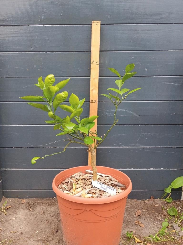 Gele Grapefruitboom (Citrus x Paradisi Jaune) te koop, Tuin en Terras, Planten | Fruitbomen, Ophalen, Minder dan 100 cm, Lente