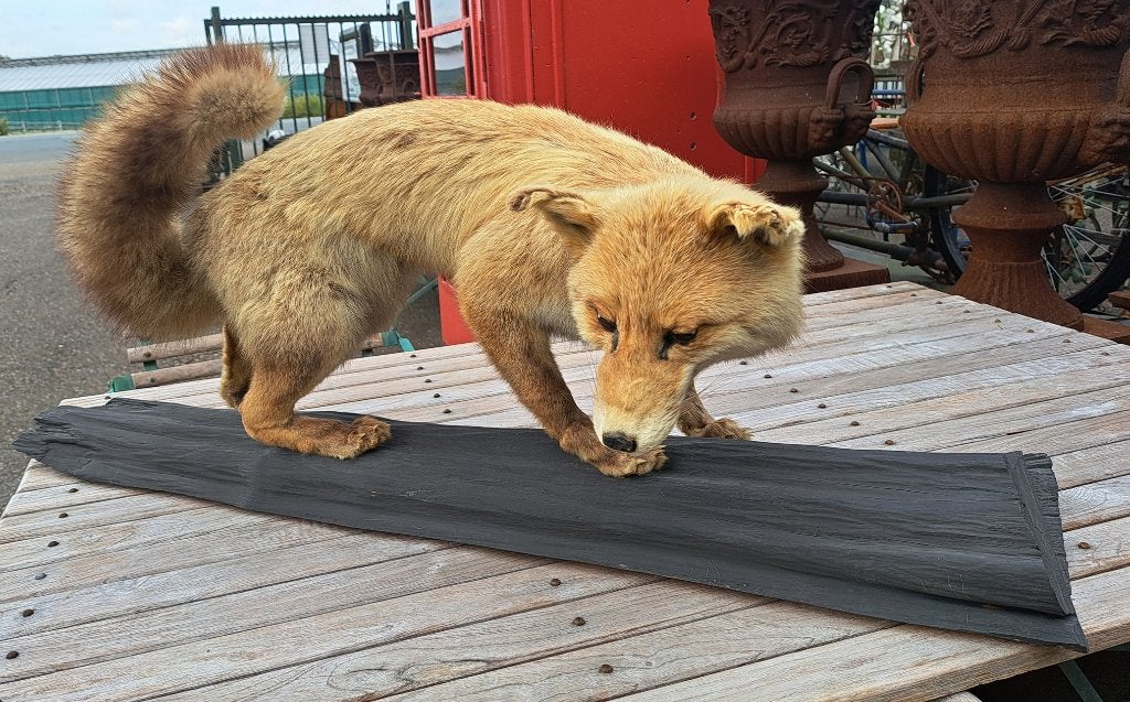Zeer mooie volwassen vos op een boomstam puntgaaf taxidermie, Ophalen, Vogel, Opgezet dier