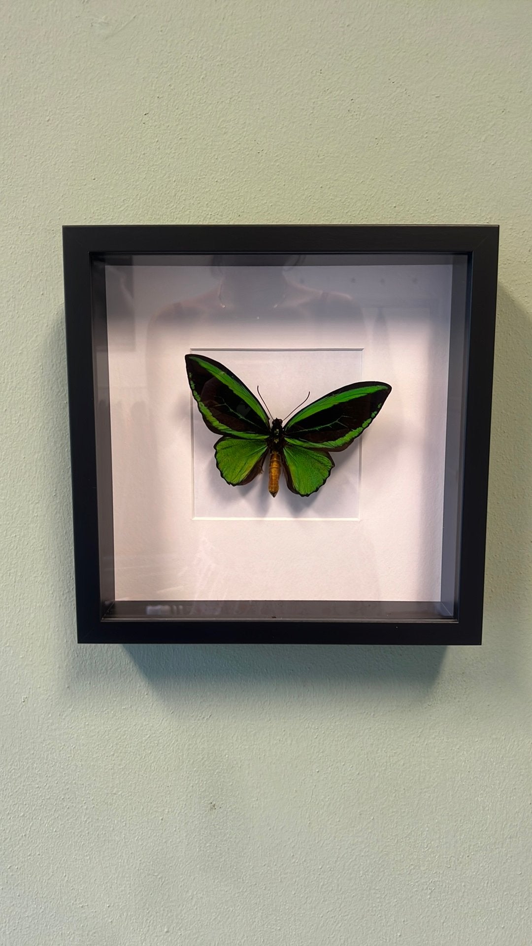 Vlinder groen zwaart in photoframe, Ophalen of Verzenden, Zo goed als nieuw, Insect, Opgezet dier