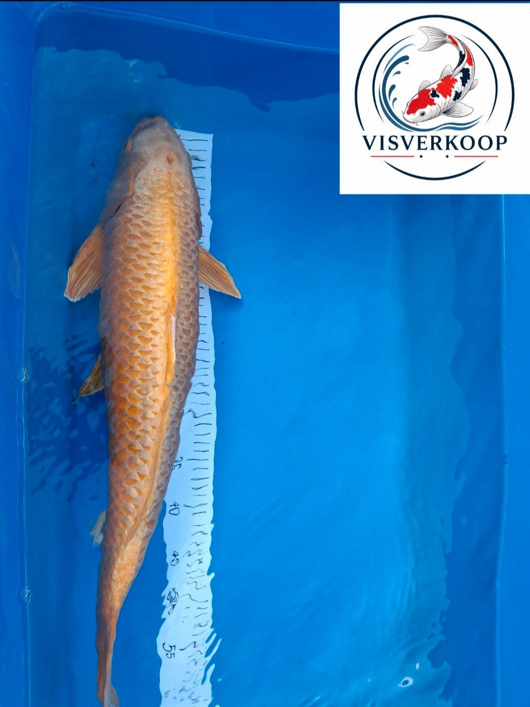 Koi Yamabuki., Dieren en Toebehoren, Vissen | Vijvervissen, Karper of Koi