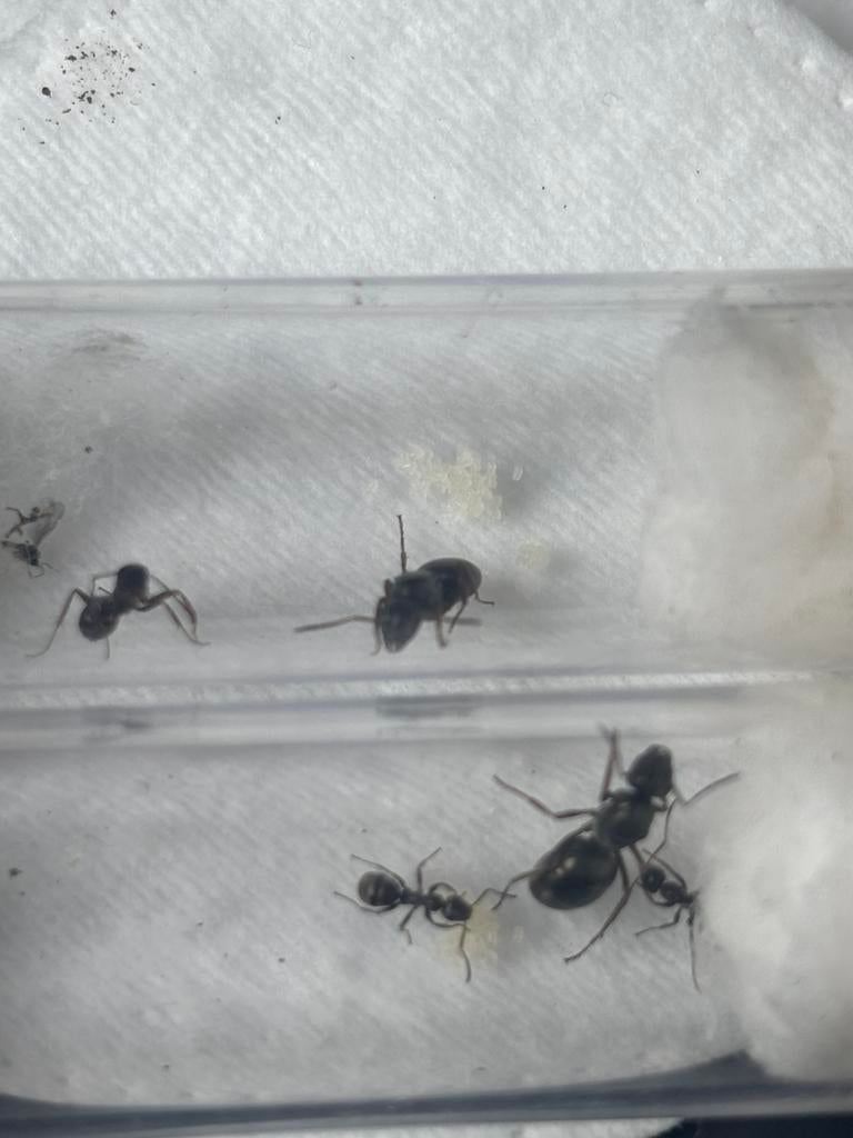 Formica fusca mieren kolonie, Mieren