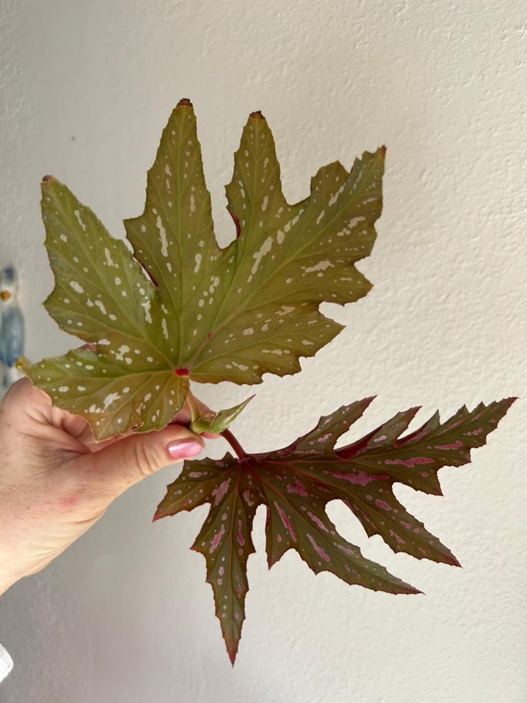 Begonia Sophie Cécile, meerdere stekken zie advertentie, Ophalen of Verzenden, Halfschaduw, Minder dan 100 cm