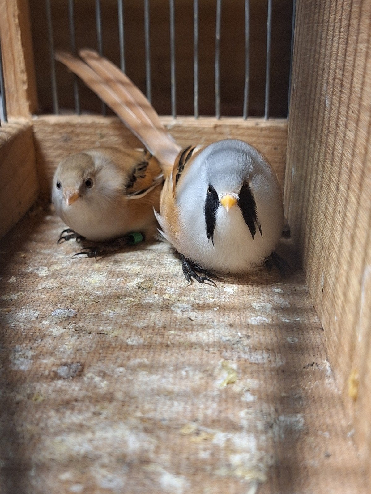 1-1 baardmannen, Dieren en Toebehoren, Meerdere dieren, Geringd