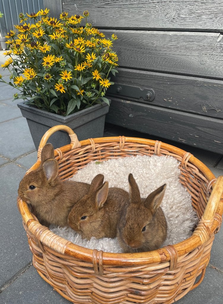 Prachtige konijntjes!!, Dieren en Toebehoren, Meerdere dieren, Middelgroot