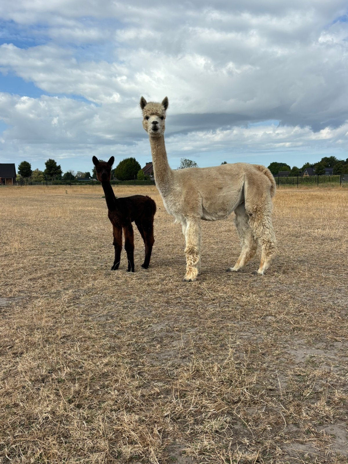 Alpaca merrie met merrie veulen te koop!, Maart, Vrouwelijk