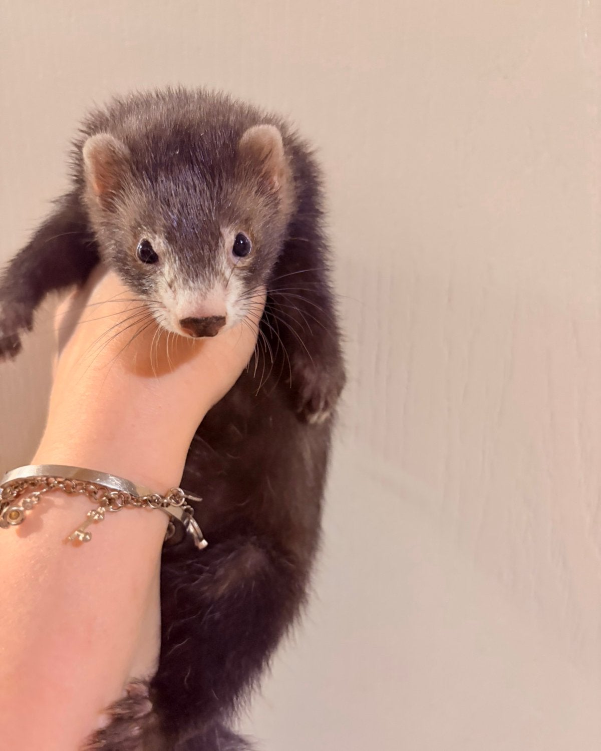 2 fretten moertjes zusjes pup, Dieren en Toebehoren, Overige Dieren, Mei, Vrouwelijk