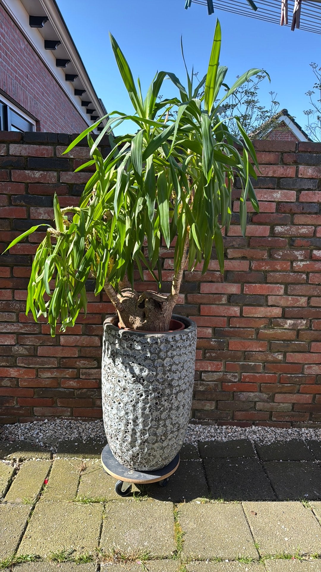 Terrakotta bloempot met plant, Ophalen, Overige soorten, Volle zon