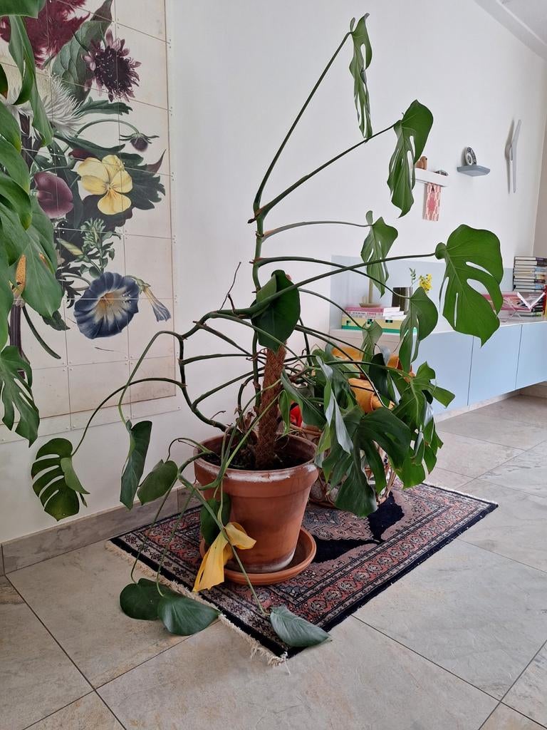 Grote Monstera Deliciosa - Kamerplant, Ophalen