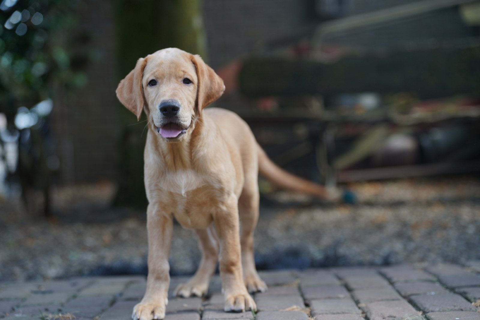 Labrador Retriever pups | Blond, Parvo, Nederland, 8 tot 15 weken, Labrador retriever