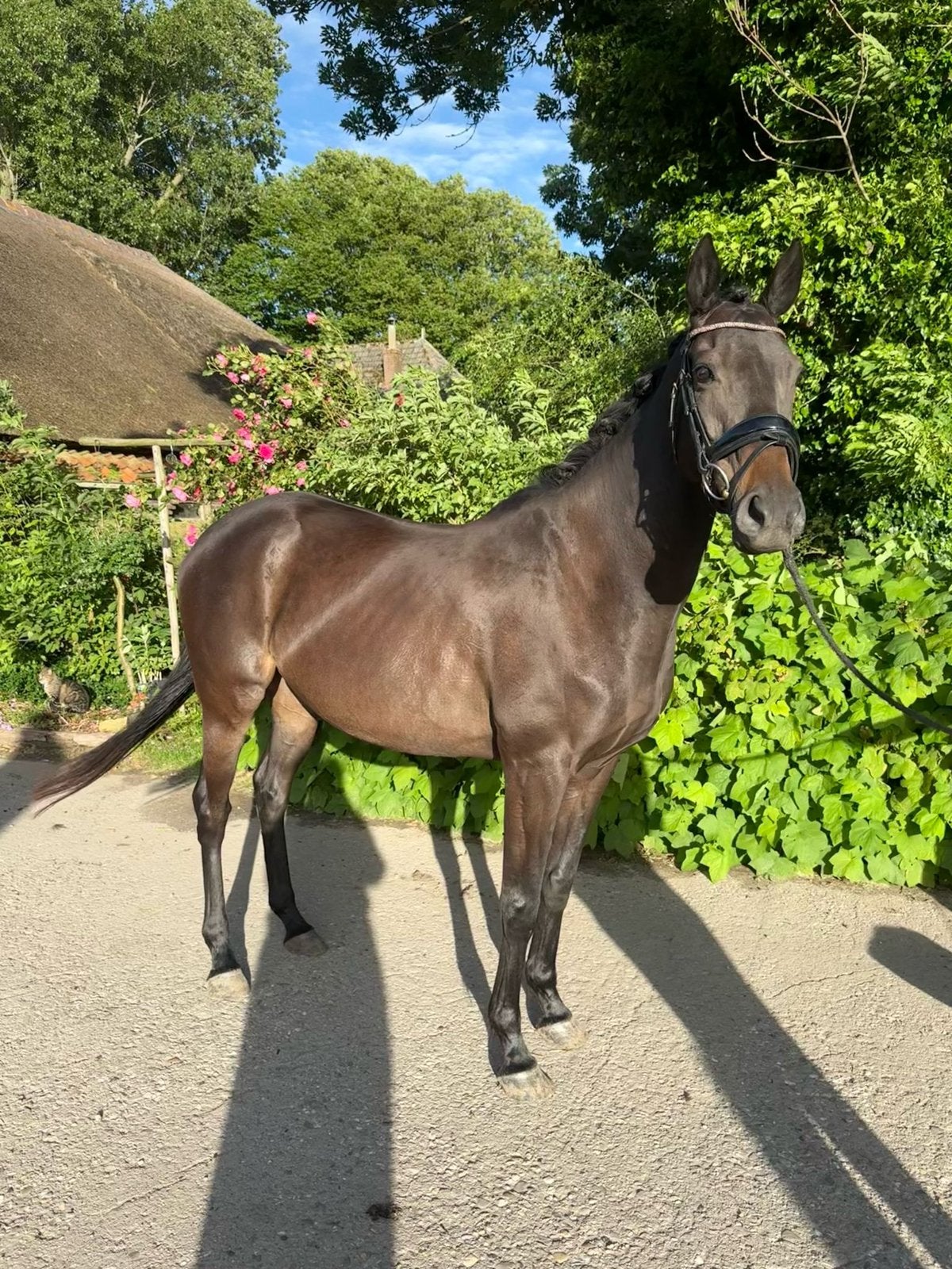 Leuke 10 jarige merrie, Dieren en Toebehoren, B, 7 tot 10 jaar, 160 tot 165 cm, Recreatiepaard