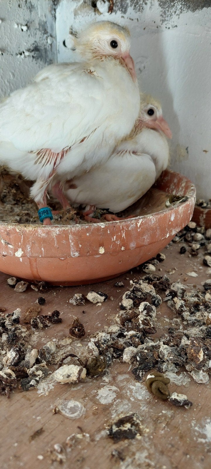 t k jonge witte postduiven NPO geringd 2026, Dieren en Toebehoren, Meerdere dieren, Postduif