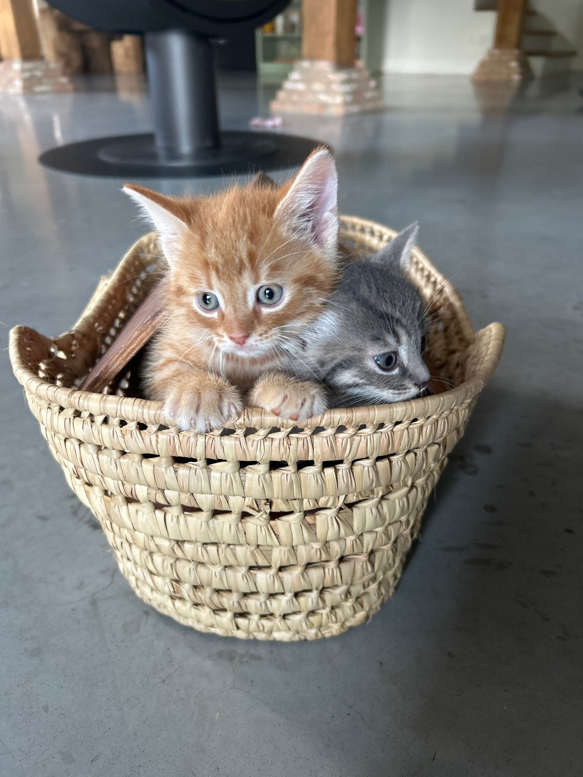leuke kittens