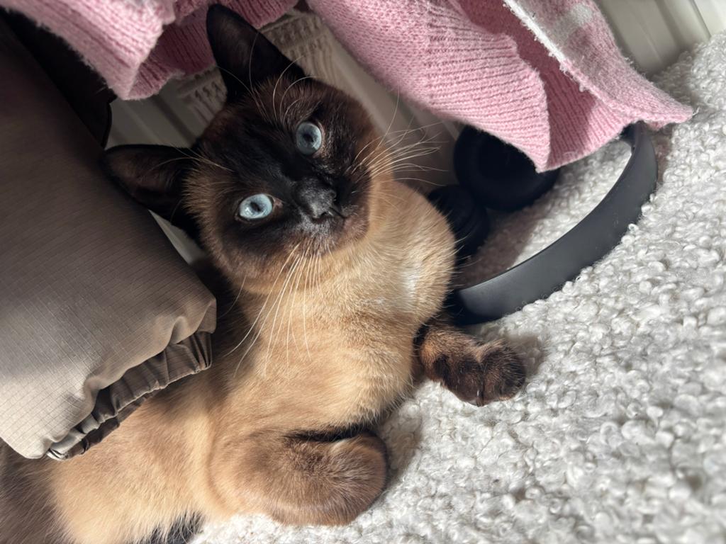 Twee siamees zusjes, Dieren en Toebehoren, Poes, Kortharig, 0 tot 2 jaar