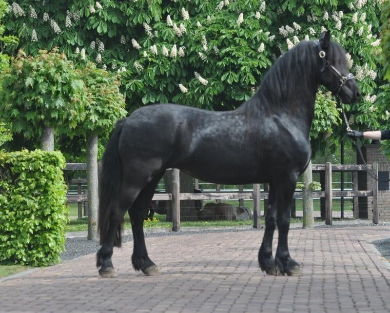 3 jarige friese merrie v.Markus, Merrie, Met stamboom, Dressuurpaard, 3 tot 6 jaar