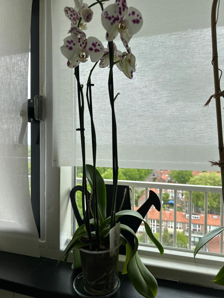 Prachtige Orchidee met paarse stippen, 100 tot 150 cm, Overige soorten, In pot, Bloeiende kamerplant