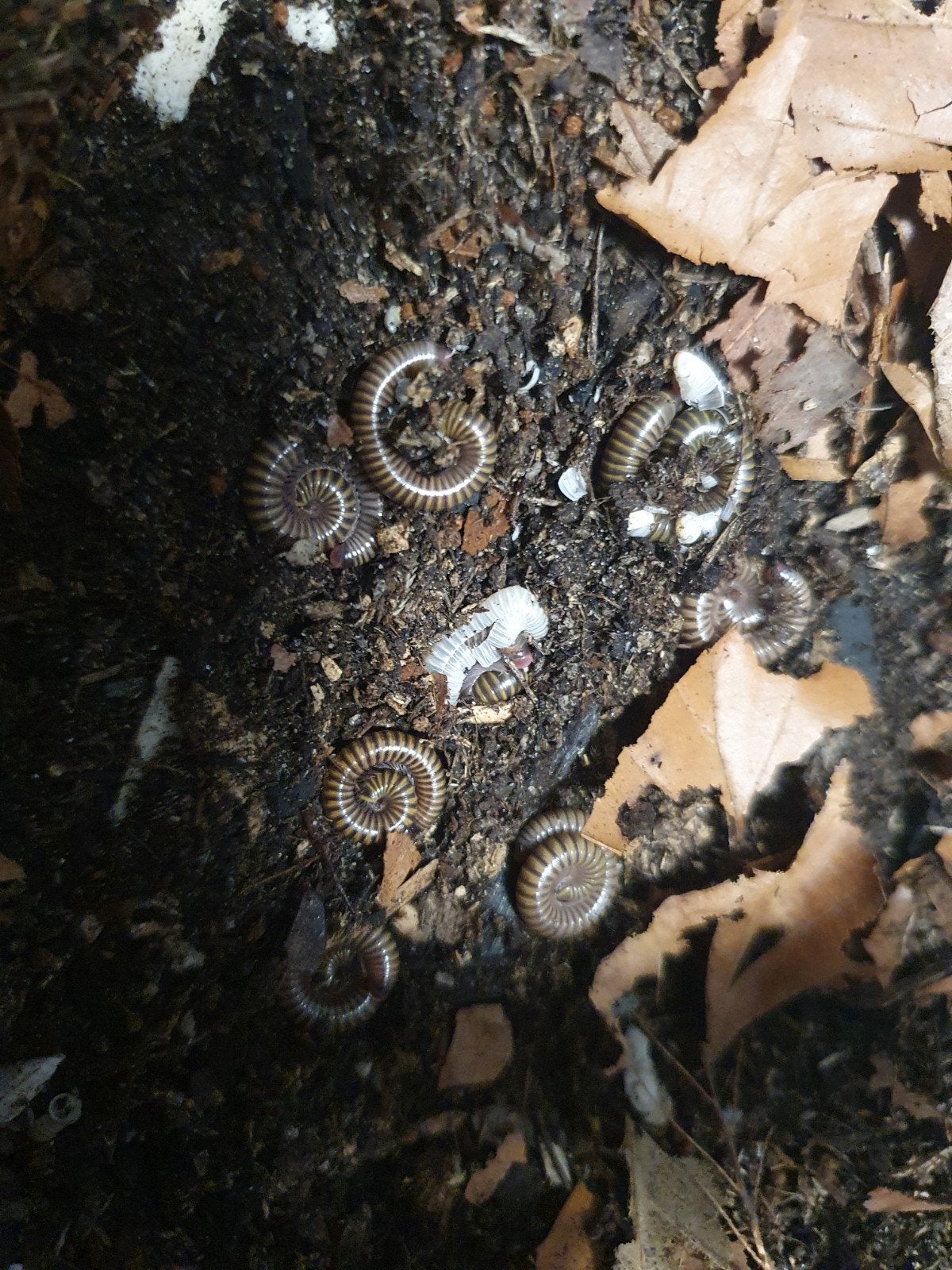 Te koop miljoenpoten anadenobolus monilicornis, Hagedis, 0 tot 2 jaar