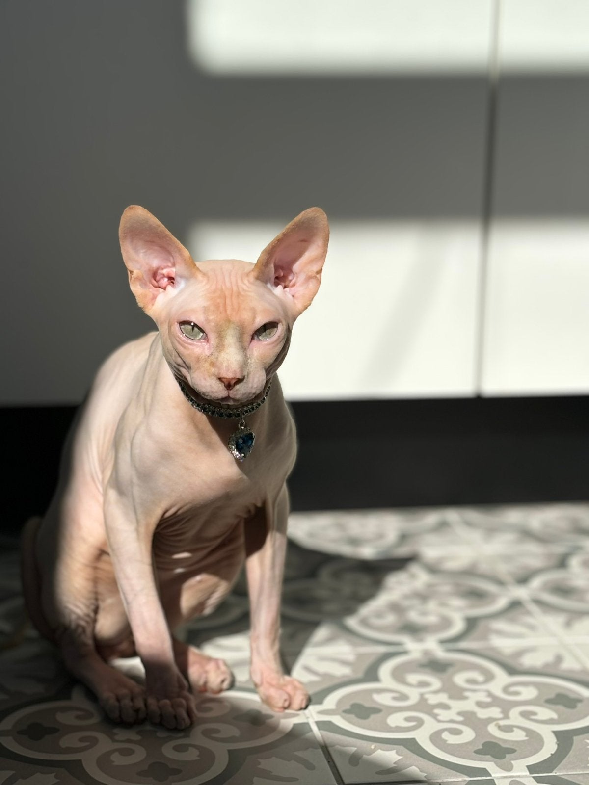 Sphynx met Stamboom, Kater, Met stamboom