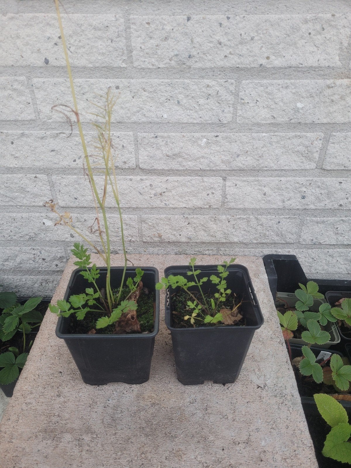 Aardkastanje bio, Ophalen, Overige soorten, Volle zon