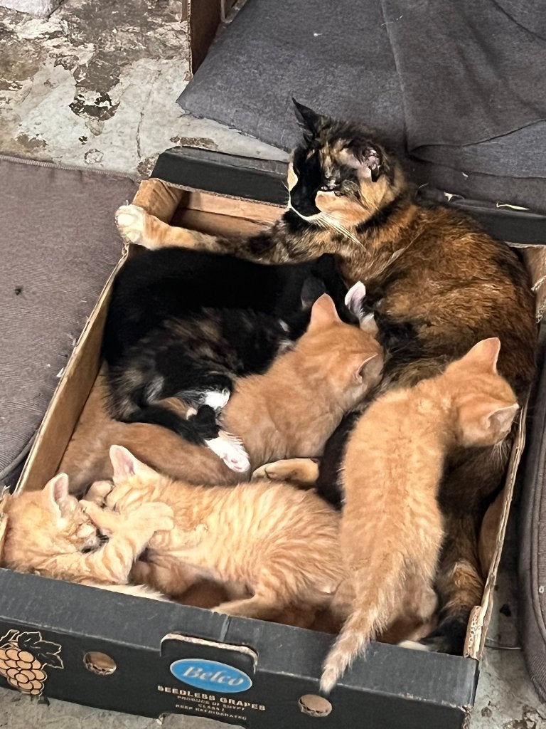 Kittens, Meerdere dieren