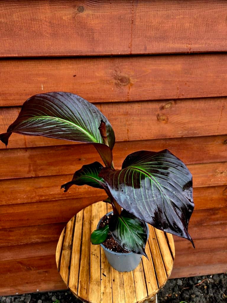 Ensete Ventricosum Maurelli - Rode Abessijnse Banaan, Overige soorten, Volle zon, Vaste plant, Ophalen of Verzenden