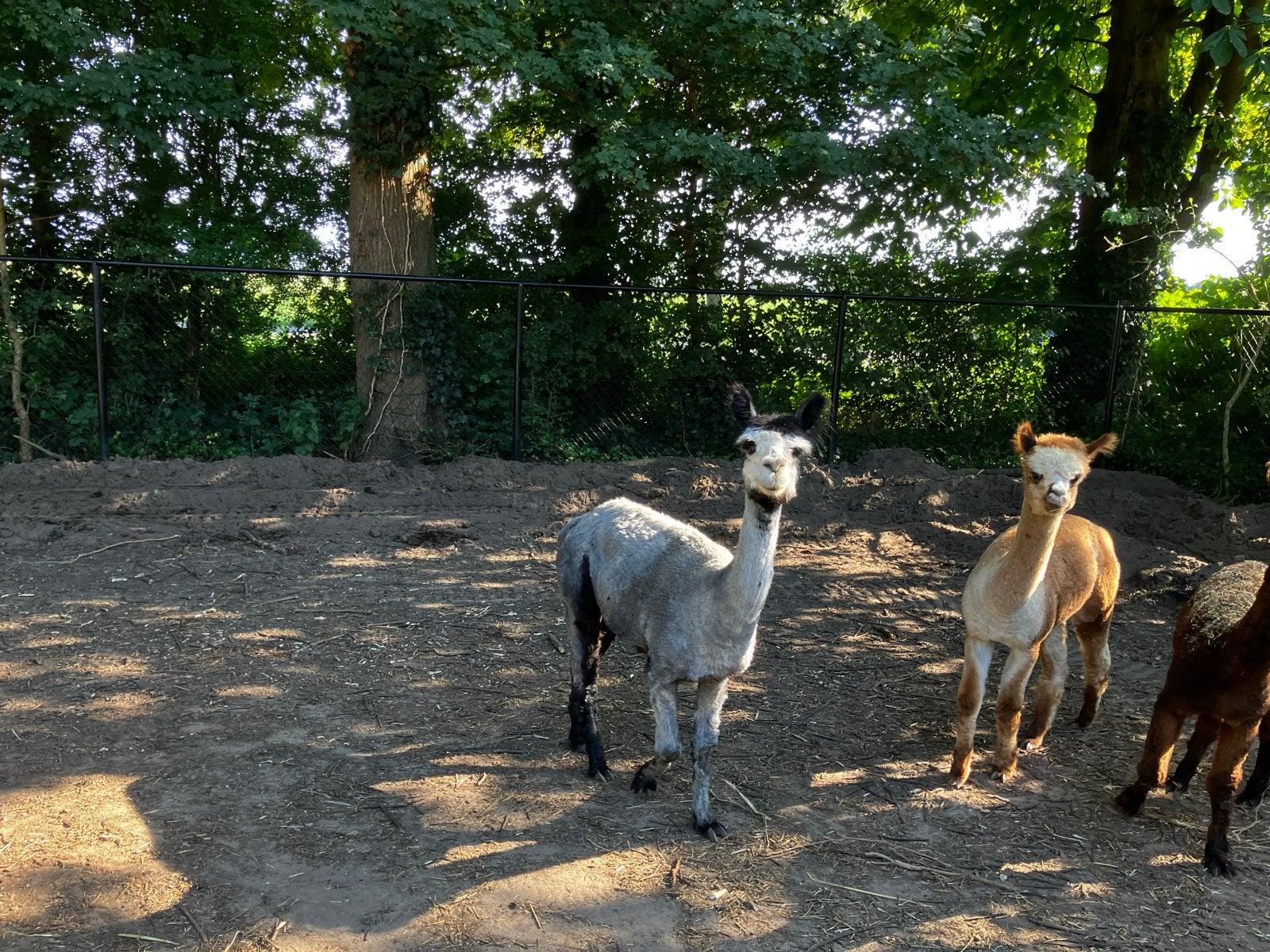 Blauw grijse suri merrie, Dieren en Toebehoren, Overige Dieren, Juni, Vrouwelijk