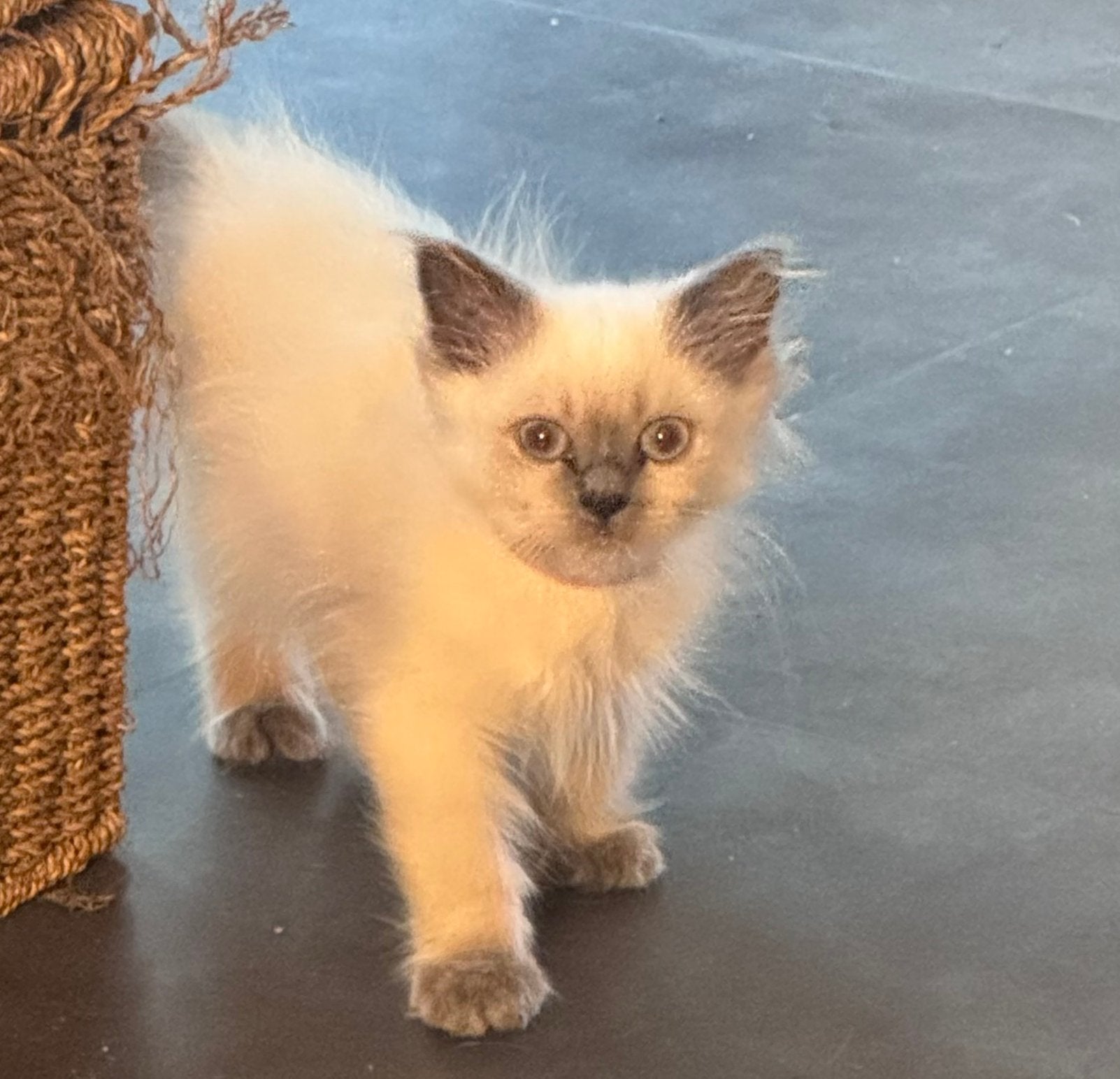Brits langhaar kittens - nog 1 poesje beschikbaar (foto 1), Meerdere dieren, Ontwormd, 0 tot 2 jaar