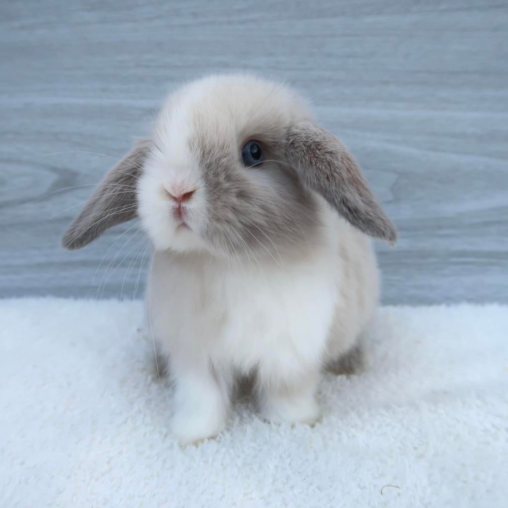 Raszuivere minilop baby, Dieren en Toebehoren, Konijnen, Meerdere dieren, Dwerg