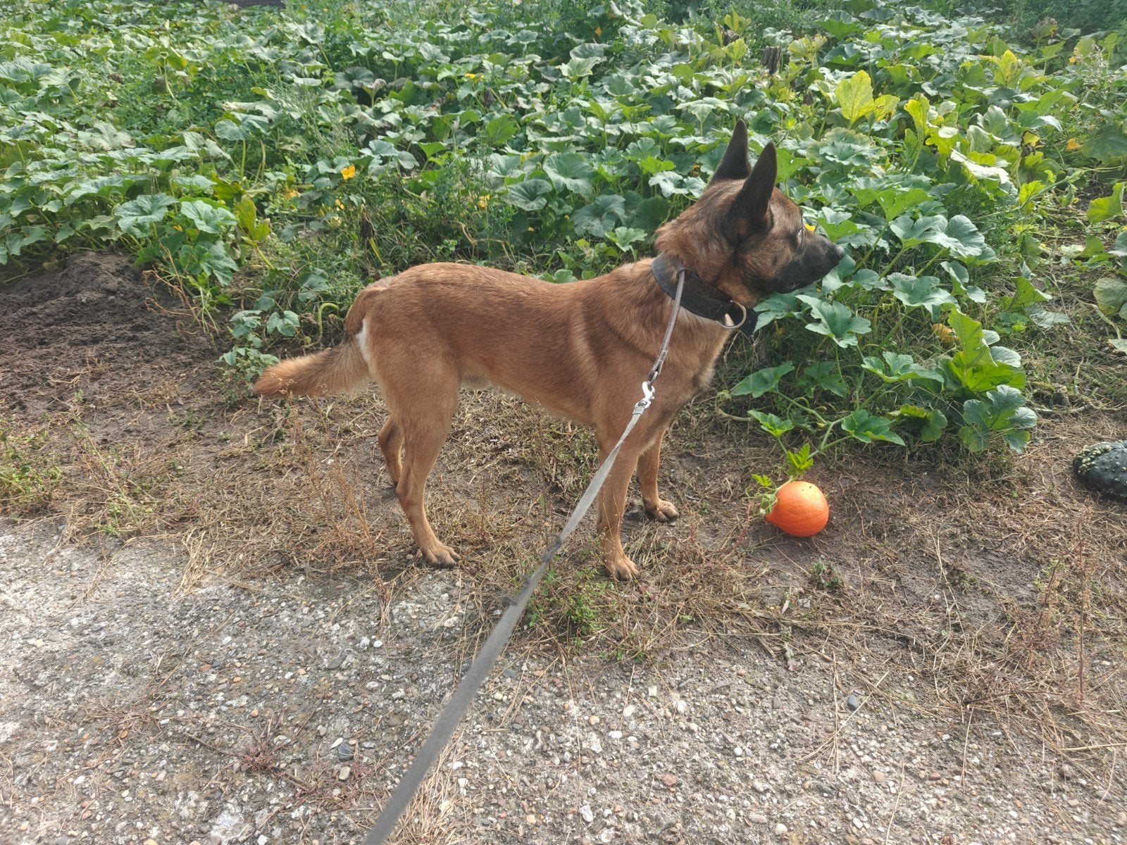 Forse Mechelse herder reu, Dieren en Toebehoren, Parvo, Reu, Eén hond, 3 tot 5 jaar