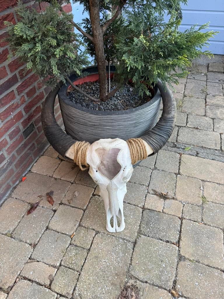 Stierenkop voor aan de muur, Decoratieobject, Ophalen of Verzenden, Zo goed als nieuw, 65 cm
