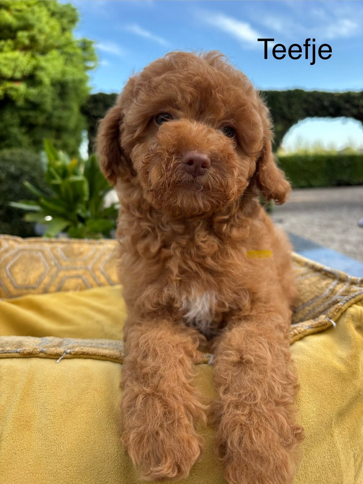 Maltipoo pups, Nederland, Overige rassen, 8 tot 15 weken, Meerdere