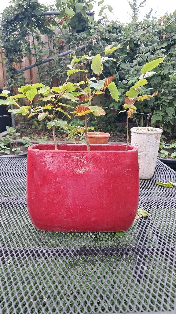 Jonge NL Bonsai's opgekweekr vanuit zaad/zaailing, Tuin en Terras, Planten | Bomen, In pot, Bloeit niet, Leiboom, Halfschaduw